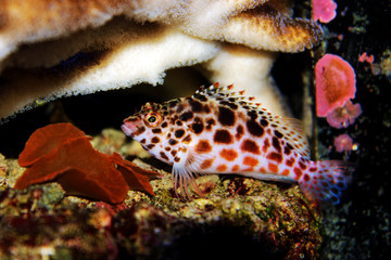 Pixy/Spotted Hawkfish - Cirrhitichthys oxycephalus