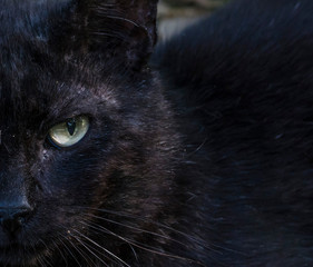 CAT  EYE