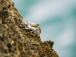 brown crab on a rock near the ocean. side view.