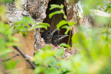 Drei Amseljunge im Nistkasten. Selektiver Fokus, Nahaufnahme