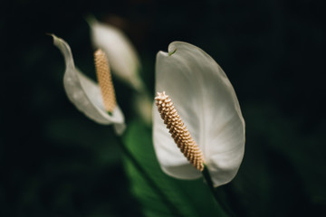 Naklejka premium White Spathiphyllum flowers on the dark blured green background. Shallow depth of field and small amount of muted colors. Second flower is blurred. Close up. Nature background.