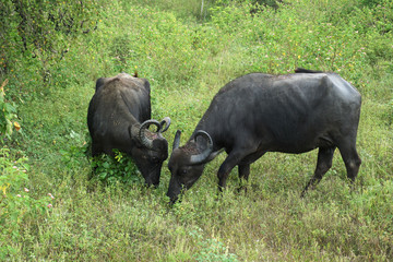 Naklejka na ściany i meble Gnu or wildebeest eating grass in Udawalawa national park Sri Lanka