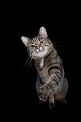 Plakat tabby shorthair cat on black studio background raising paw