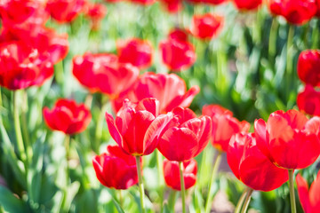 Fototapeta premium Many red tulips flowers blooming in a garden