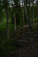 stones in the forest