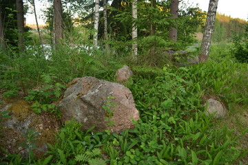 stones in the forest