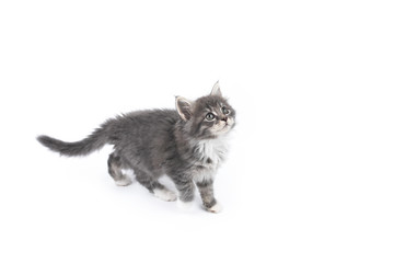 8 week old blue tabby maine coon kitten walking looking up in front of white background