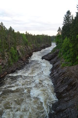 river in the forest