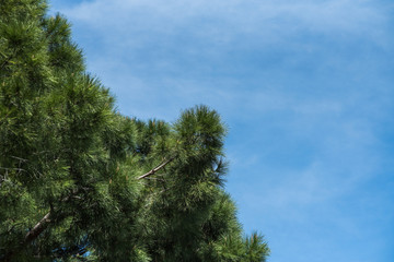 In the wild coniferous forest, the national natural park