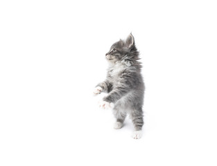 Fototapeta premium side view of an 8 week old blue tabby maine coon kitten sit up and beg in front of white background