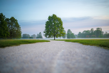 albero in campagna