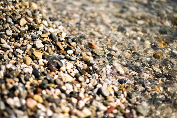 A swift mountain river, shore of pebbles. Flows through the coniferous forest