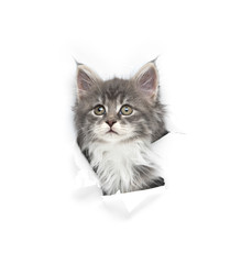 8 week old blue tabby maine coon kitten looking out of a hole in a white paper background