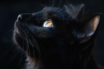 Schilderijen op glas Portrait of a black cat on a dark background © fotogray71