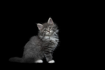 Obraz premium side view of an 8 week old blue tabby maine coon kitten sitting in front of black studio background looking at camera