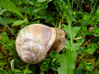 Helix pomatia, Burgundy snail, Roman snail, edible snail, escargot.Snails gliding on the wet wooden texture. Large white mollusk snails with light brown striped shell, crawling on old fallen tree. 