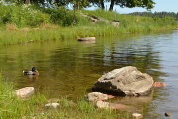 duck in the pond