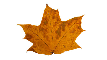 Autumn maple leaf. Isolated on white background