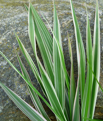 Obraz premium Striped green grass Variegated Sedge 'Ice Dance' (Carex morrowii, foliosissima). Decorative long grass, evergreen sedge with white and green striped foliage.