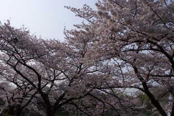 美しい桜の花びら