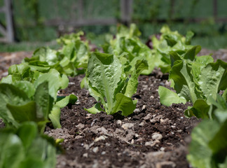 Young Romaine Lettuce in a Home Garden