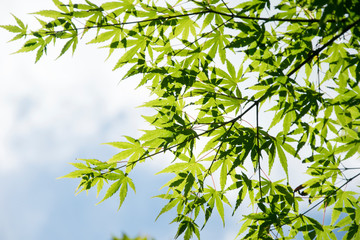 Summer Maple Leaves. Green leaves against a bright blue sky.