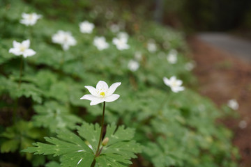 土を被った川岸の船着き場 新河岸川河岸場跡 舟運遺構 埼玉県川越市 Wall Mural Yumiko
