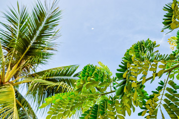 Fototapeta premium Frame of green tropical leaves of palm with clear sky background