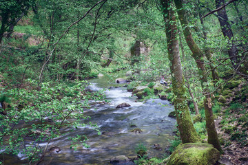 Fototapeta premium Old rock bridge that crosses a stream in the middle of the vegetation
