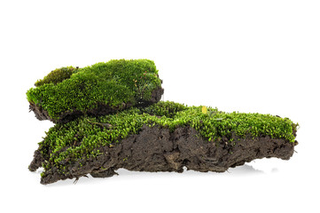 Moss on pile of dirt isolated on a white background