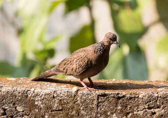 Brown Pigeon sitting on house wall