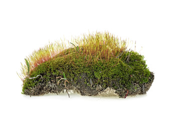Green forest moss isolated on white bakground