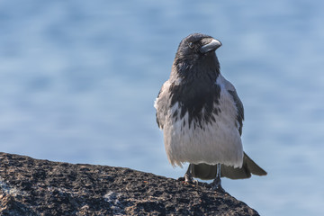 Hooded crow, Scotch crow, Danish crow, Grey crow (corvus cornix)