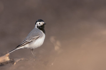 White wagtail (motacilla alba)