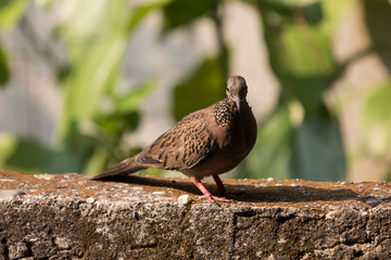 Brown Pigeon sitting on house wall