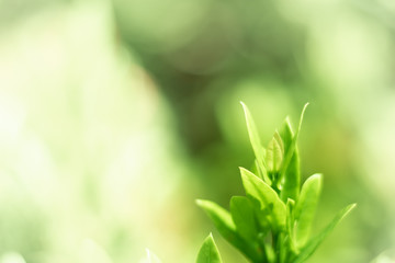 green grass background