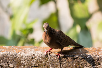 Brown Pigeon sitting on house wall