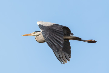 Grey heron (Ardea cinerea) in flight seen from below on the blue sky.