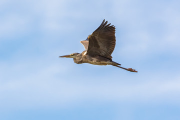 Grey heron (Ardea cinerea) in flight seen from below on the blue sky.