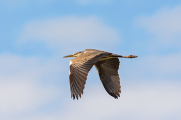 Grey heron (Ardea cinerea) in flight seen from below on the blue sky.