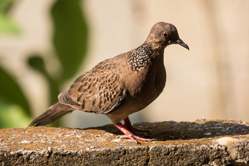 Brown Pigeon sitting on house wall