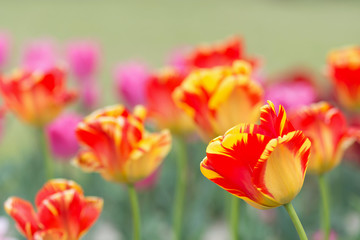 チューリップの花