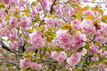 八重桜の花