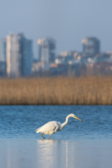 White heron staying and fishing at Burgas lake, Bulgaria