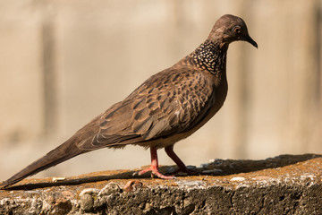 Brown Pigeon sitting on house wall