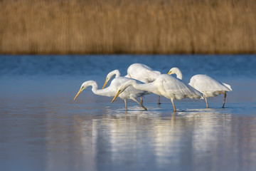 White heron staying and fishing at Burgas lake, Bulgaria