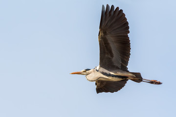 Grey heron (Ardea cinerea) in flight seen from below on the blue sky.