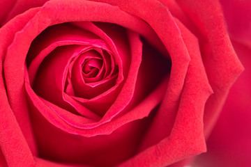 Red rose flower background.