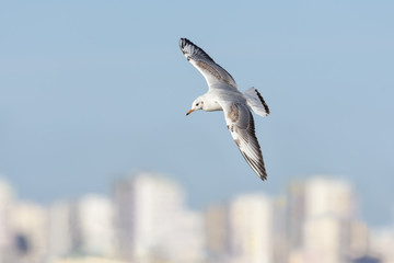A herring gull. Larus argentatus. Flying over the city of Burgas, Bulgaria