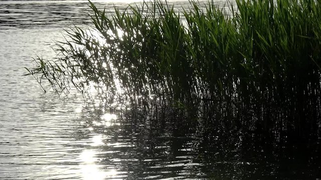Schilf im See bei Gegenlicht